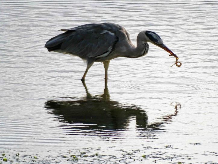 Heron with rock gunnel
