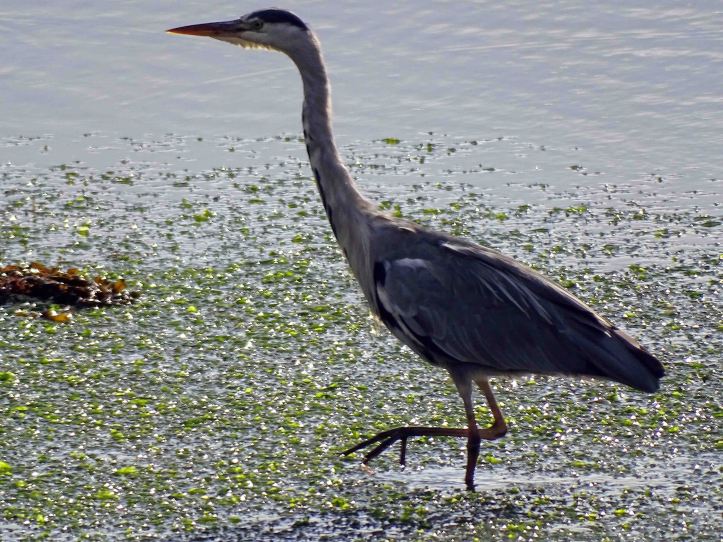 Grey heron (Ardea cinerea)