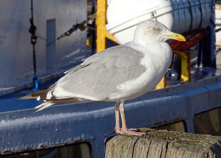 Herring Gull (Larus argentatus) adult Sept