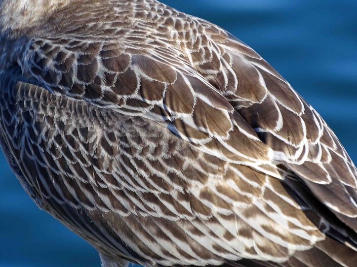 Herring Gull (Larus argentatus) Juvenile in Sept; back with mantle, scapulars and coverts