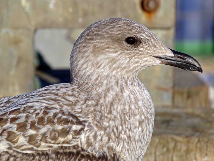 Herring Gull (Larus argentatus) Juvenile Sept; with dark bill