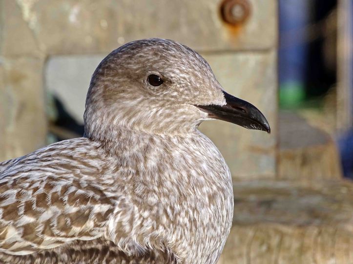 Herring Gull (Larus argentatus) Juvenile Sept; with dark bill