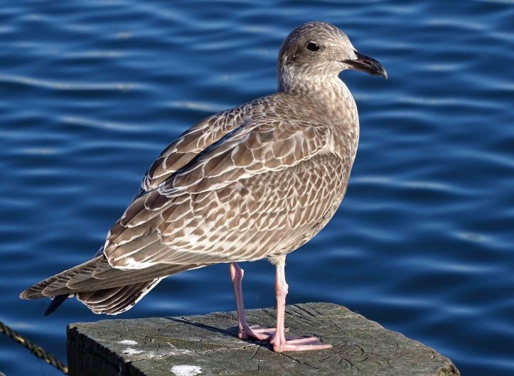 Herring Gull (Larus argentatus) Juvenile Sept 