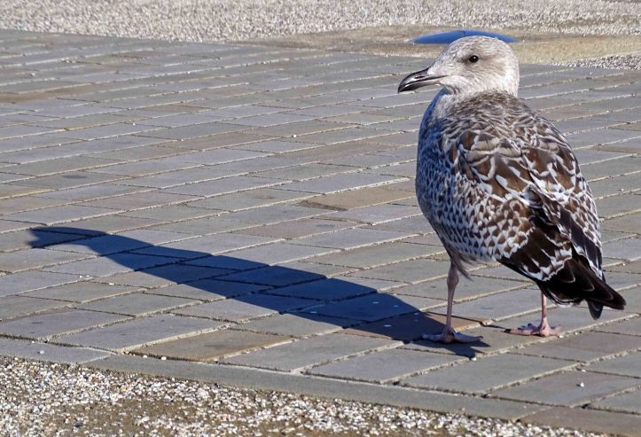 Herring Gull (Larus argentatus) Juvenile by the port
