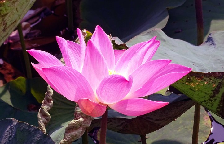 Lotus flower (Nelumbo nucifera) 