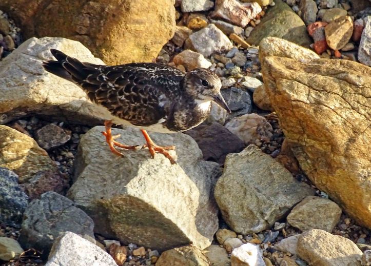 Ruddy turnstone (Arenaria interpres) juvenile 
