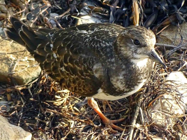 Ruddy turnstone (Arenaria interpres) juvenile