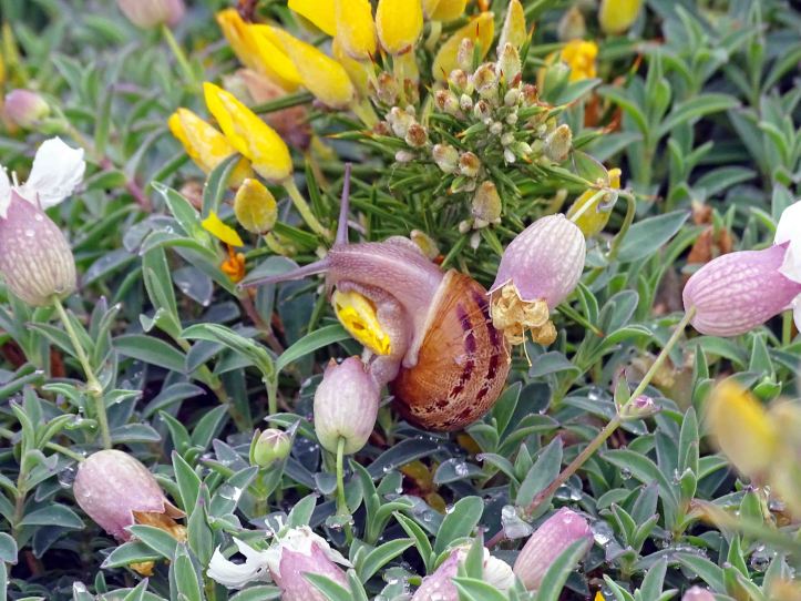 White-lipped snail feeding on gorse