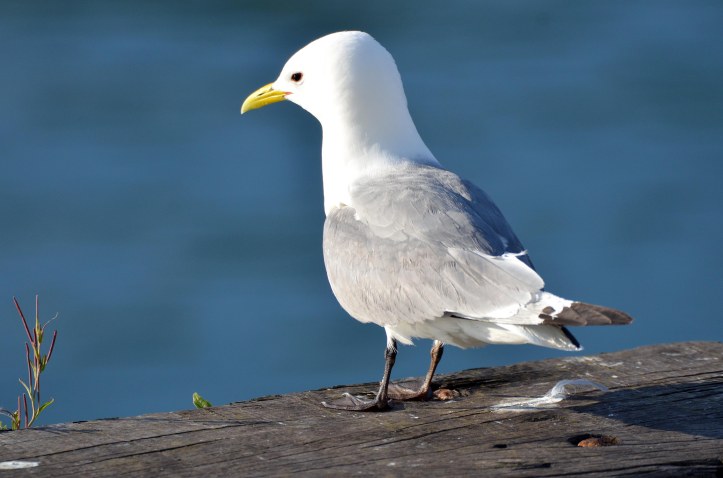 Adult Black-legged kittiwake (Rissa tridactyla), Scarbourgh harbour