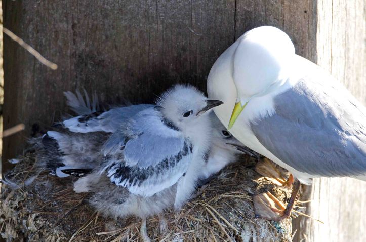 Black-legged kittiwake chicks with one parent bird, Scarborough harbour, 15-07-2015 