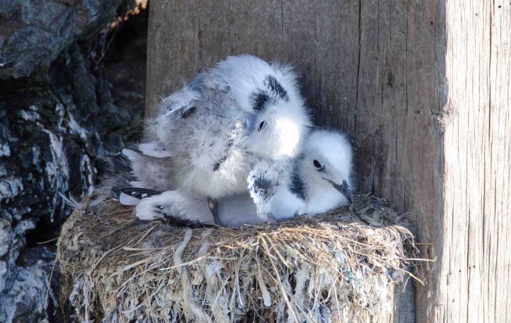 Two Black-legged kittiwake chicks by themselves, Scarborough harbour, on 15-07-2015