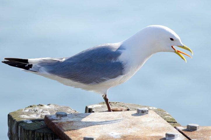 Black-legged kittiwake (Rissa tridactyla), Scarborough