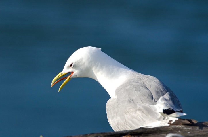 Black-legged kittiwake (Rissa tridactyla) showing tongue 