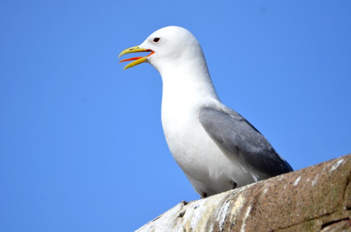 Black-legged kittiwake (Rissa tridactyla) 