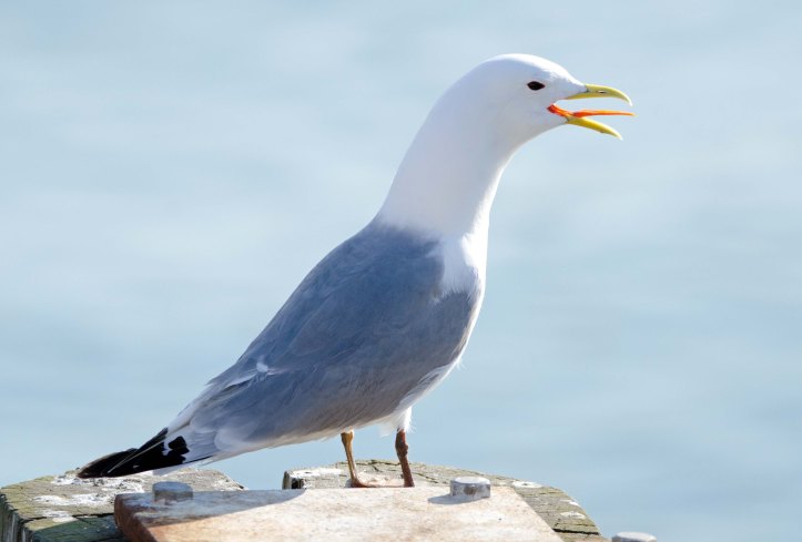 Black-legged kittiwake (Rissa tridactyla), Scarborough