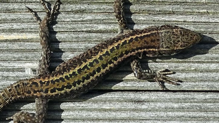 Bocage's Wall Lizard, Podarcis bocagei (male), Ria Ortigueira, Galicia