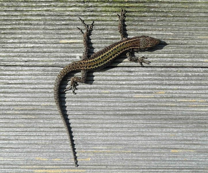 Bocage's Wall Lizard, Podarcis bocagei in Galicia (Ria Ortigueira)