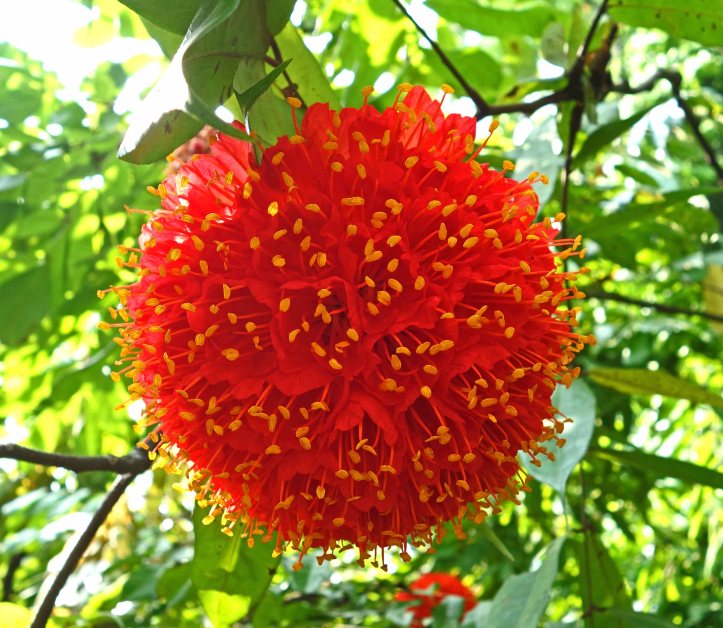 Rose of Venezuela (Brownea grandiceps) flower