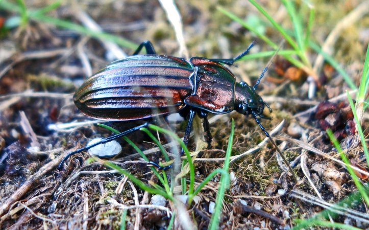 Carabus (Ctenocarabus) melancholicus costatus Germar, 1824