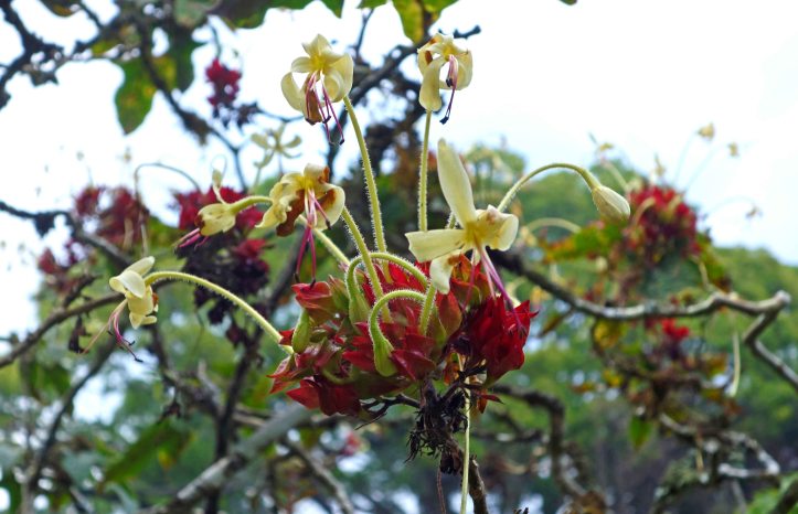 Clerodendrum hastatum (Roxb.) Lindl. flower in Cibodas Botanical Garden, Java, Indonesia