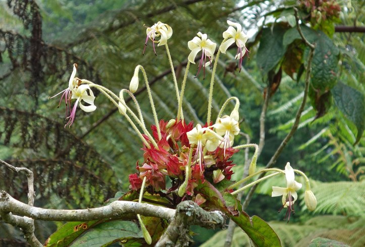 Clerodendrum hastatum (Roxb.) Lindl. flower in Cibodas Botanical Garden, Java, Indonesia