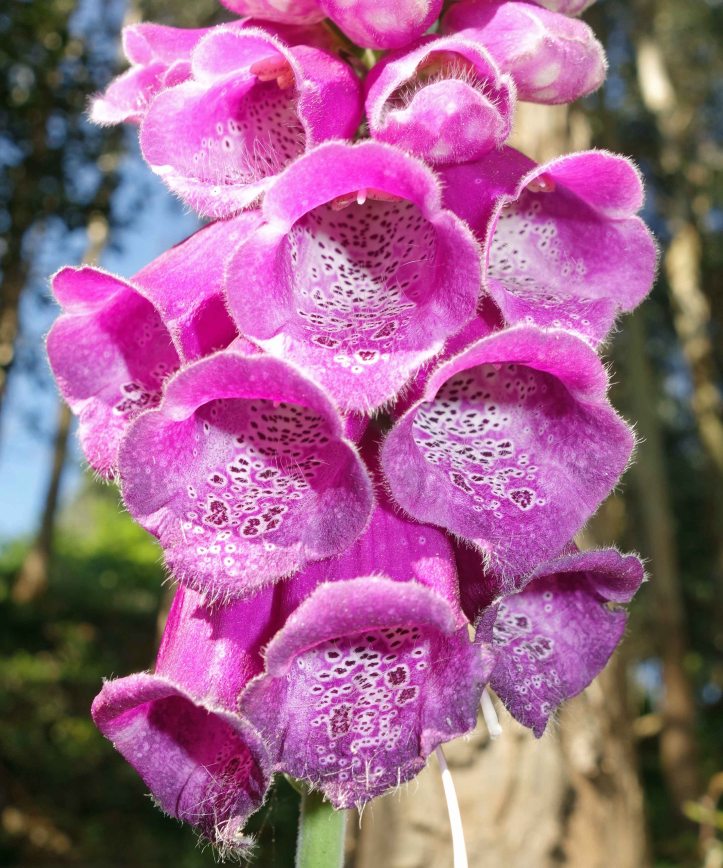 Digitalis purpurea flower cluster