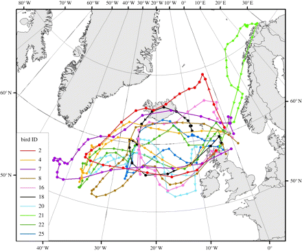 Routes taken during pre-breeding trips by 10 kittiwakes from a colony on Isle of May National Nature Reserve, southeast Scotland (Bogdanova, M. et al., 2011)