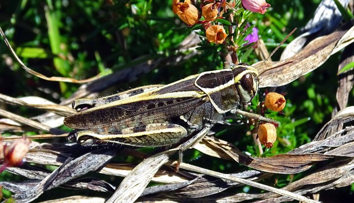 Grasshopper Calliptamus barbarus f. marginella (Costa, O.G., 1836) Galicia, Spain