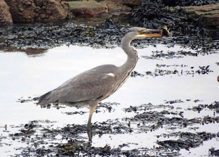 Heron with fish