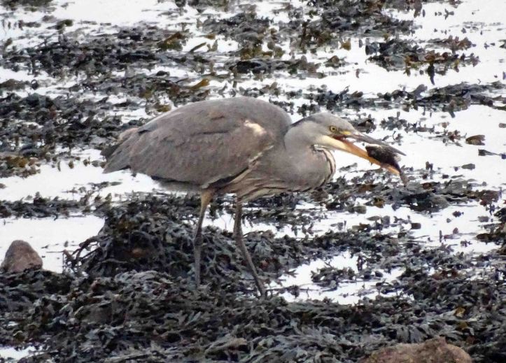 Heron with fish