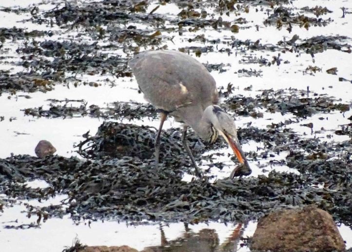 Heron with fish 