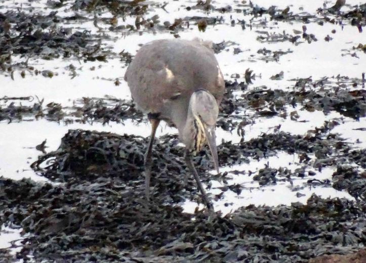 Heron looking at the fish on the seaweed
