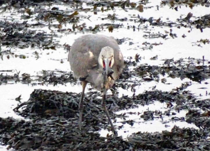 Heron with fish