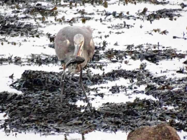 Heron grappling with a fish