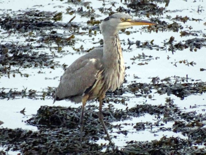 Heron, seconds after swallowing a large fish