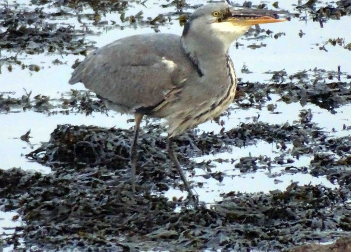 Heron swallowing fish