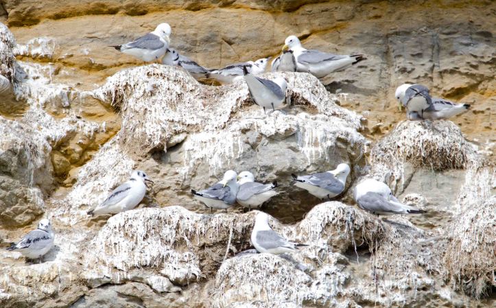 Kittiwakes nesting on Castle Headland cliffs, Scarborough