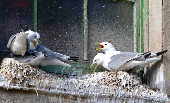 Kittiwakes nesting on widow ledge near the harbour, Scarborough 