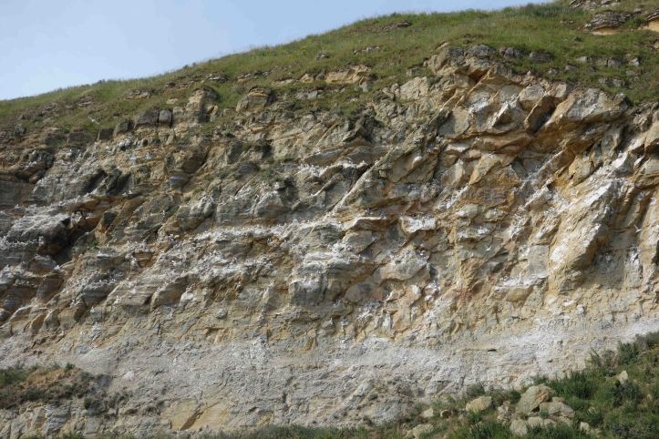 Kittiwakes on Castle Cliff, Scarborough (24-07-15)