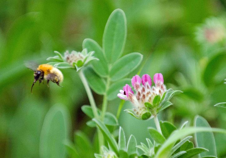 Long-tongued bumblebee