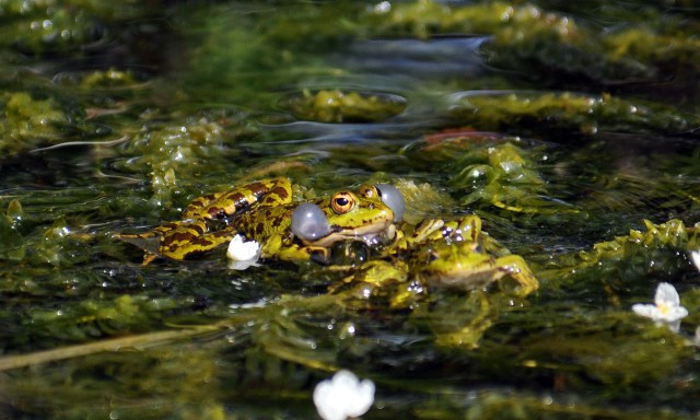 Marsh frog (Rana ridibunda) mating