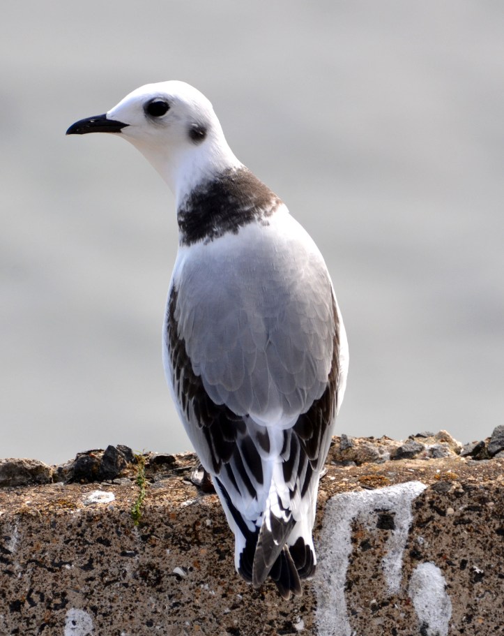 Newly fledged kittiwake chick below Castle Headland, Scarborough, on 24-07-2015