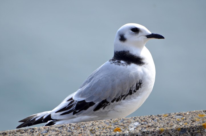 Newly-fledged kittiwake chick on Marine Drive, Scarborough, 24-07-2015