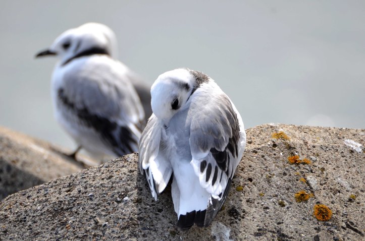 Newly fledged kittiwake chick resting on Marine Drive, Scarborough, on 24-07-2015