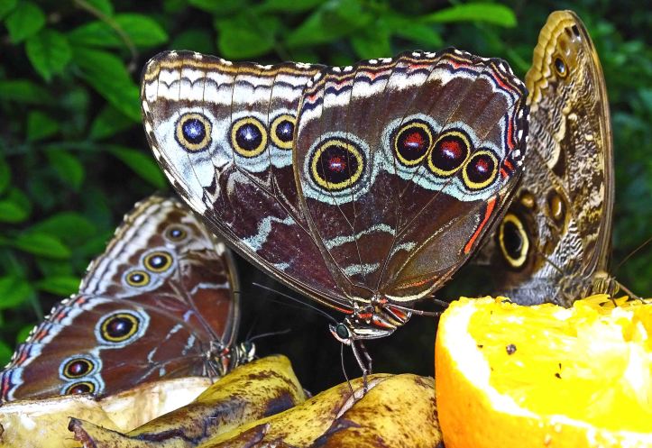 Blue morpho (Morpho peleides) feeding on oranges