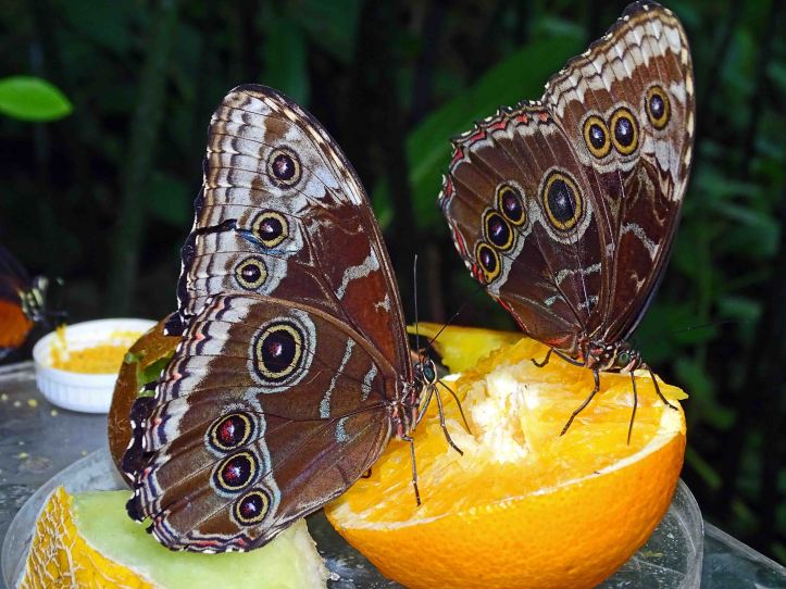  Blue morphos (Morpho peleides) feeding on oranges