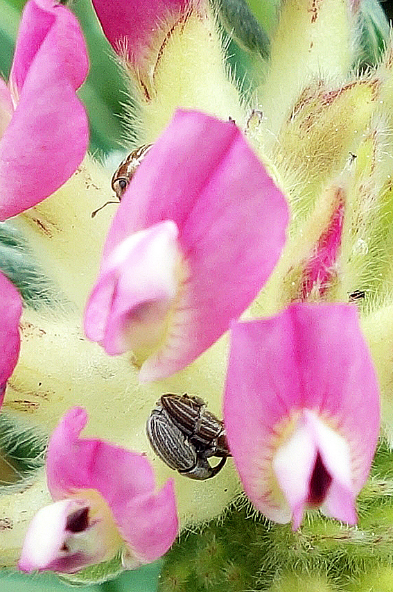 Clover weevils within sea clover - this species relies mainly bumblebees for pollination - the beetles are just feeding on it