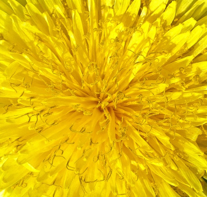 Dandelion flowers (Taraxacum officinale) with a profusion of pollen-bearing pistils