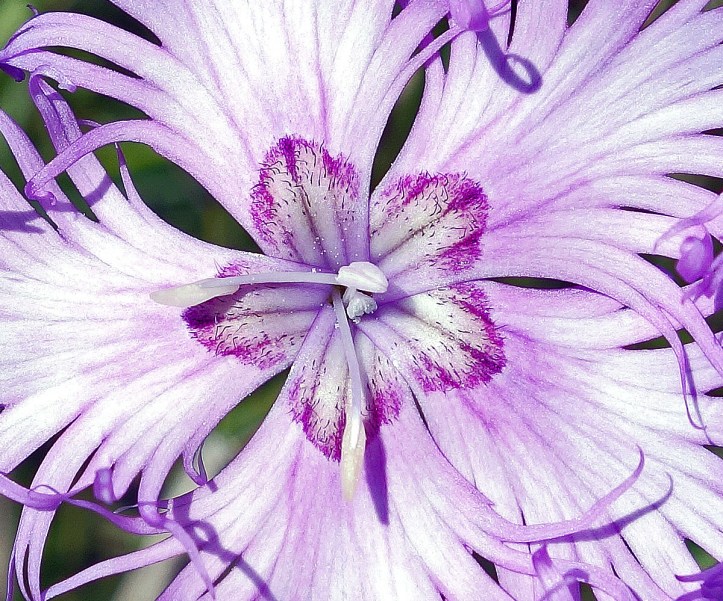 Fringed Pink, Dianthus monspessulanus