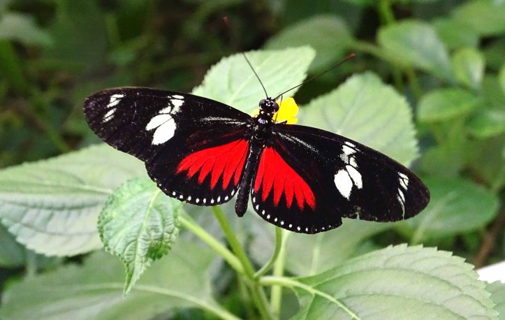Doris Longwing (Heliconius doris)